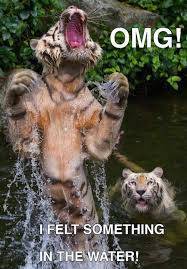 Image result for Animal Meme