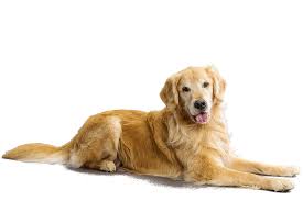 Image result for pictures of golden retrievers