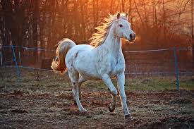 Image result for horse pictures