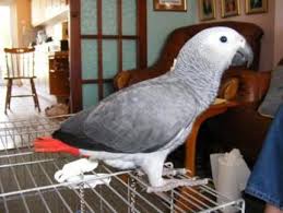 Image result for african grey parrot for sale