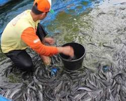Pemeliharaan kolam ikan lele