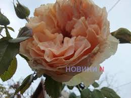 Novosti-N - News update