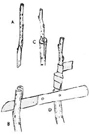 Résultat de recherche d'images pour "tree trunk repair grafts"