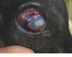 Image result for eyeball enucleation cattle