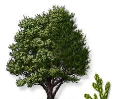 Image of Texas Juniper (Juniperus ashei) tree