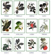 Resultado de imagen de IDENTIFICAR ARBOLES DE GALICIA  A PARTIR DE LAS HOJAS