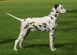 Resultado de imagem para dalmata