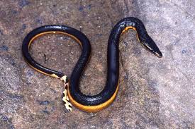 California Beachgoer Accidentally Captures ‘Very Venomous’ Rare Sea Snake Before Tossing It Back Into Ocean