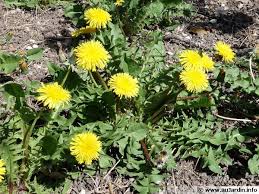 images?q=tbn:ANd9GcSC0yWYnl0eiHY_b-4Xhm_mHWNGvRcaoRxJJS_qVREjySkdOTMH