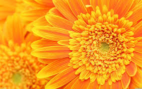 Image result for orange flower