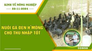 [🔴] Kinh tế nông nghiệp 22-11-2024 |Thông tin hữu ích ||BPTV