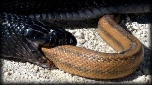 Image result for snakes