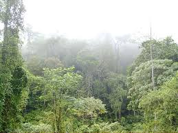 Image result for sinharaja forest map