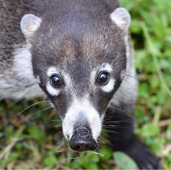 Behavior Tendencies of White-Nosed Coati (Nasua narica) at Differing  Elevations in Talamanca Cloud Forest