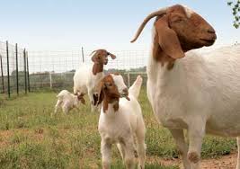 Image result for GOAT