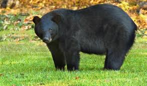 Did you get one? Black bear hunting lottery over, hunt starts Dec. 7