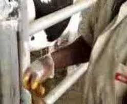 Image result for eyeball enucleation cattle