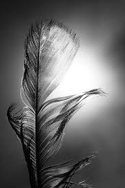 Image result for feathers photography