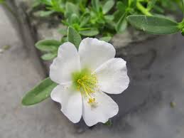 Resultado de imagem para beldroega