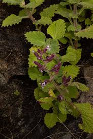 Image result for Aeollanthus buchnerianus