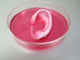Resultado de imagen para organos a base de biotecnologia