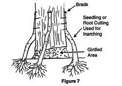 Résultat de recherche d'images pour "tree trunk repair grafts"