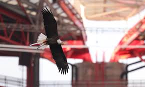 Benfica Vs Gil Vicente