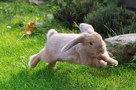 jenis kelinci holland lop