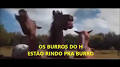 V�deo de burro a rir