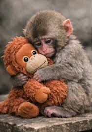 Punch the Monkey Fun Game Experience | TikTok