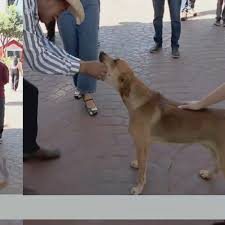 Cachorro tenta comer ‘ponto’ de jornalista ao vivo; veja vídeo