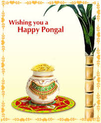 Image result for pongal festival images