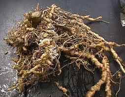 nematodes in soil ile ilgili görsel sonucu