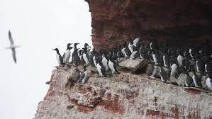 helgoland