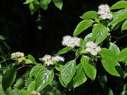 Image result for sagwan image green tree image