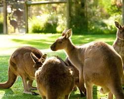 Image of Healesville Sanctuary