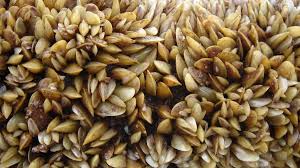 Invasive mussel found in a new stretch of Brazil’s São Francisco River