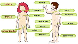 Bildresultat för EL CUERPO HUMANO