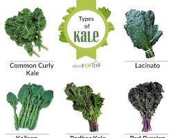 Image of Kale vegetable