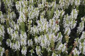 Garten-Blüten-Salbei Adrian - Salvia nemorosa Adrian günstig aus ...