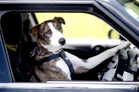 Image result for dog at the steering wheel