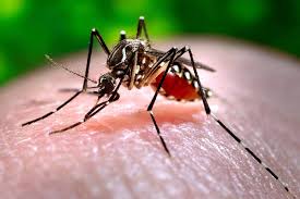 Image result for pictures of zika virus in brazil