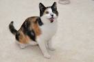The Calico Cat - Cat Breeds Encyclopedia