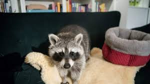 Your Next Pet Could Be a . . . Raccoon?