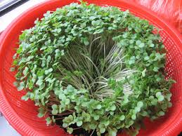 Image result for RAU MẦM CẢI XANH