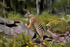 There are about 3,000 rare numbats in Australia