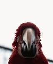 Pictures of 2 parrots talking like humans crossword <?=substr(md5('https://encrypted-tbn2.gstatic.com/images?q=tbn:ANd9GcSDgCKDDTIEdwBobYOYvL1JSVv0UGmwZY6Sxw1ip3A0hs7gxzNIUJfvte3G'), 0, 7); ?>