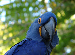 Image result for macaw parrot hd