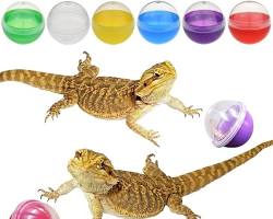 various bearded dragon lizard goodsの画像