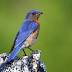 Eastern bluebird